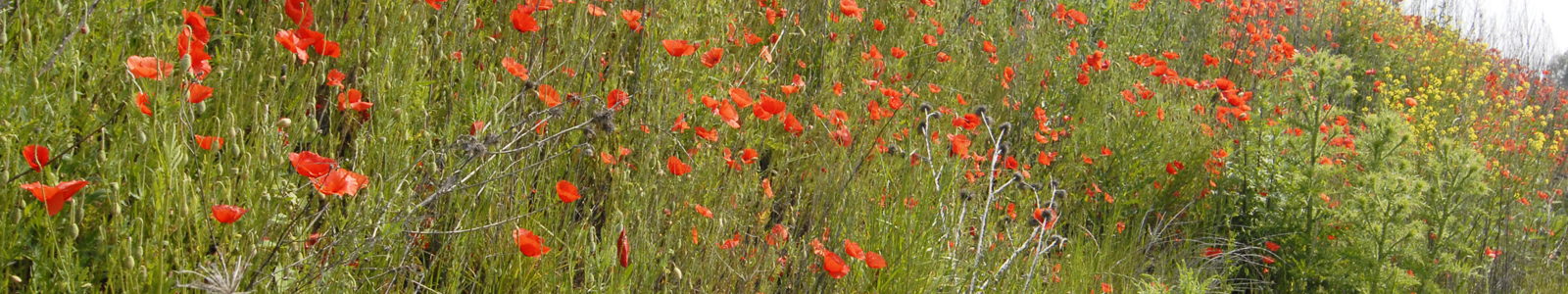 Wiese mit Wildblumen © Dienstleistungszentren Ländlicher Raum